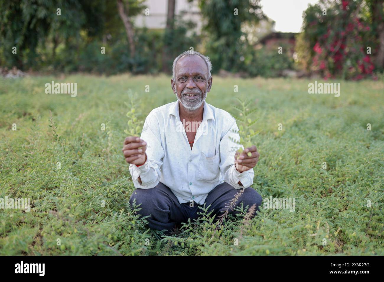 Indian happy farmer in a chickpea farm Stock Photo - Alamy