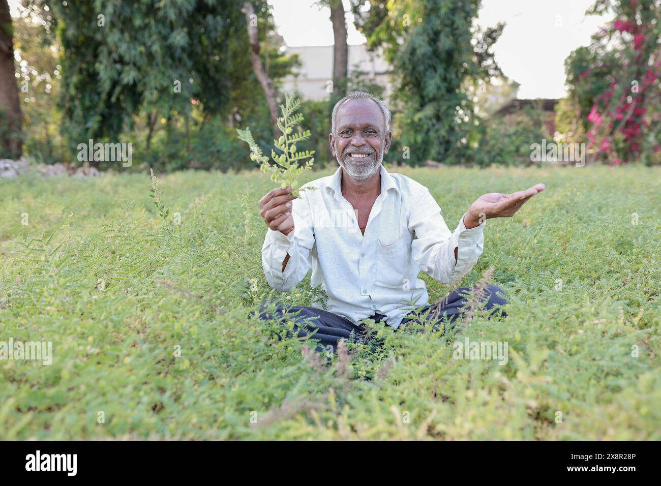 Indian happy farmer in a chickpea farm Stock Photo - Alamy