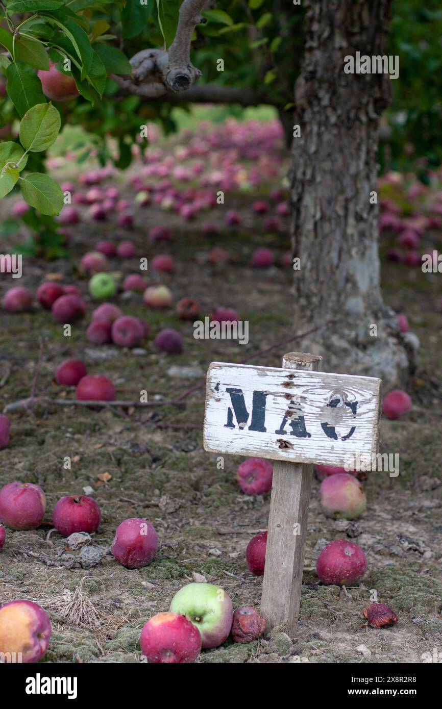 Sign for MAC apples at base of tree in orchard Stock Photo
