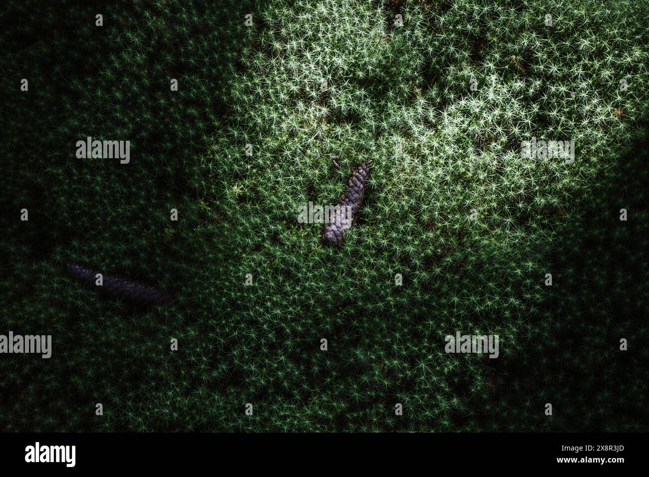 Atmosphere forest moss close hi-res stock photography and images - Alamy