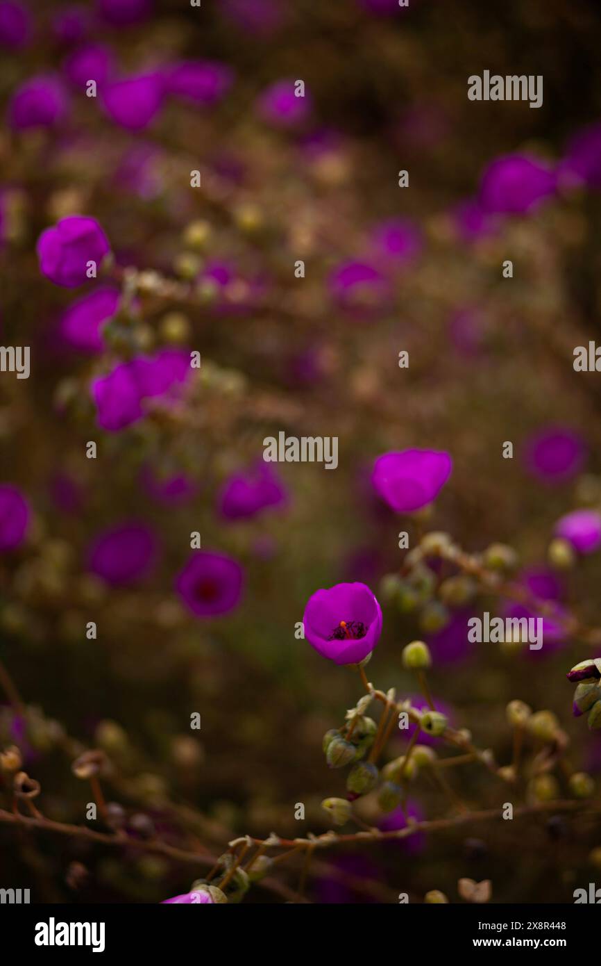 Purple wildflowers hi-res stock photography and images - Alamy