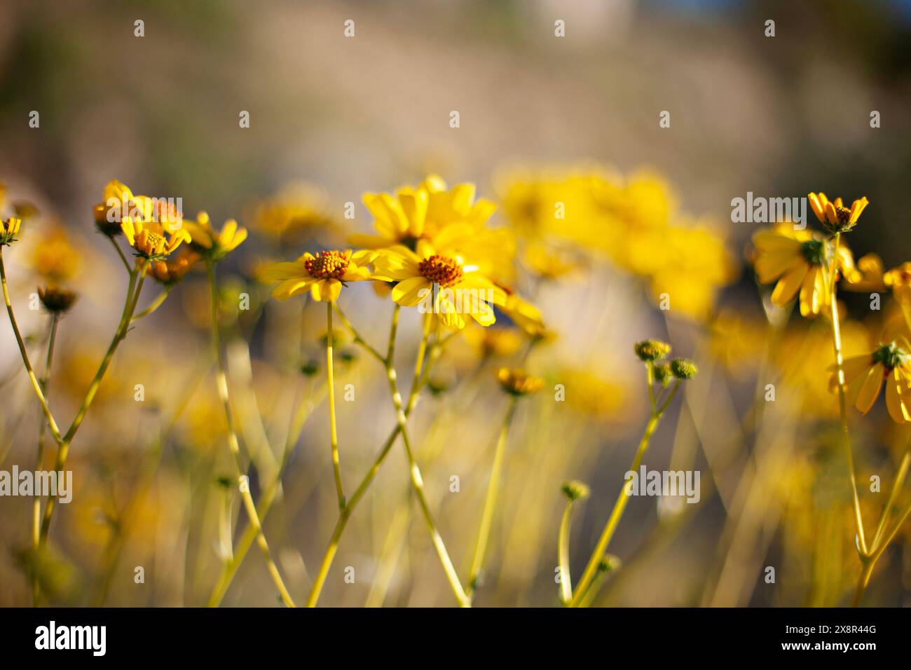 Golden wildflowers basking in soft sunlight Stock Photo - Alamy