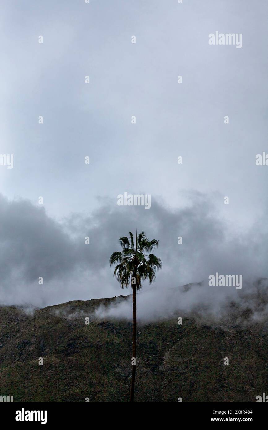 Single tree against dark sky hi-res stock photography and images - Alamy