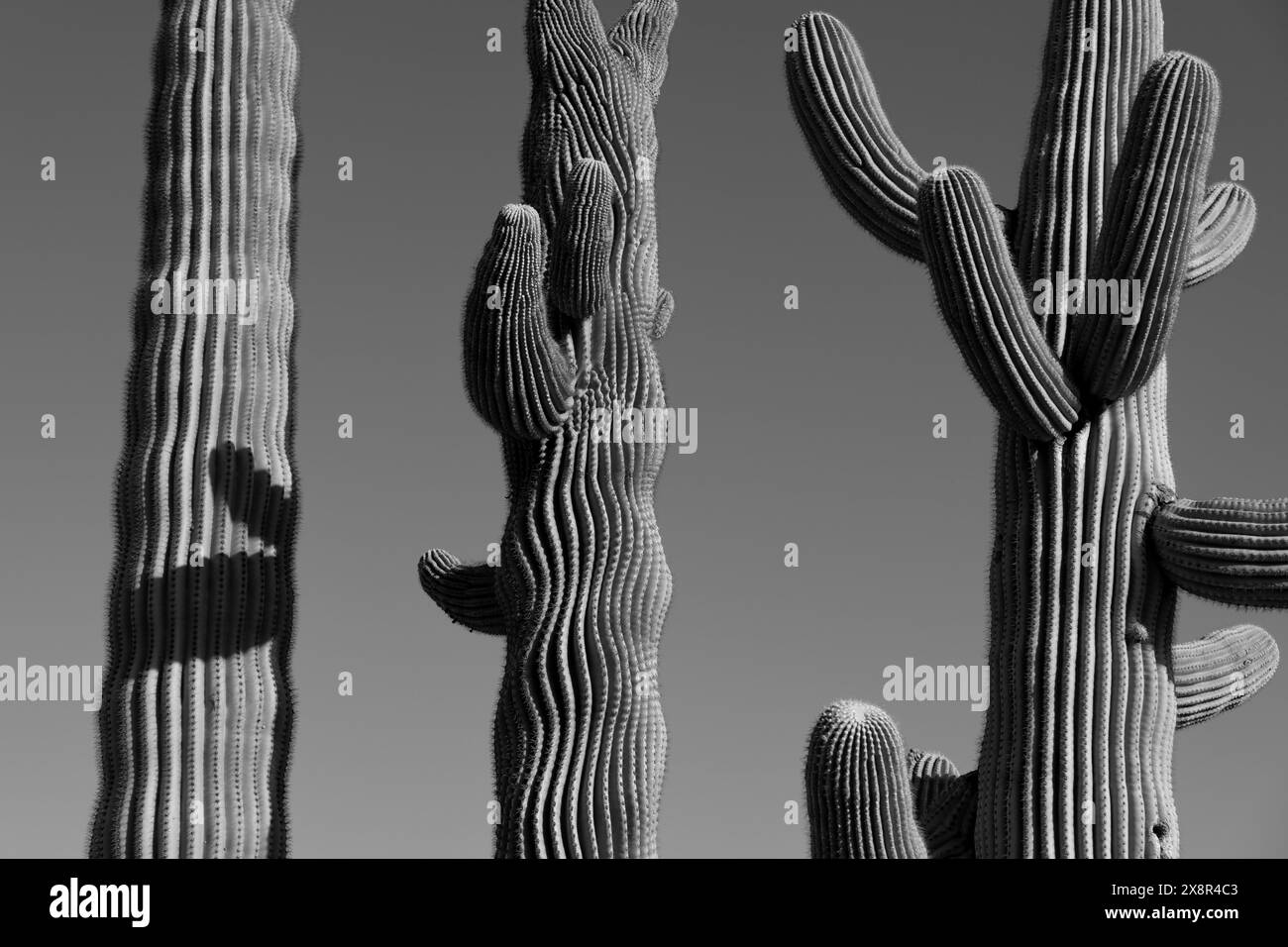 Saguaro Cactus in the Sonoran Desert Stock Photo - Alamy