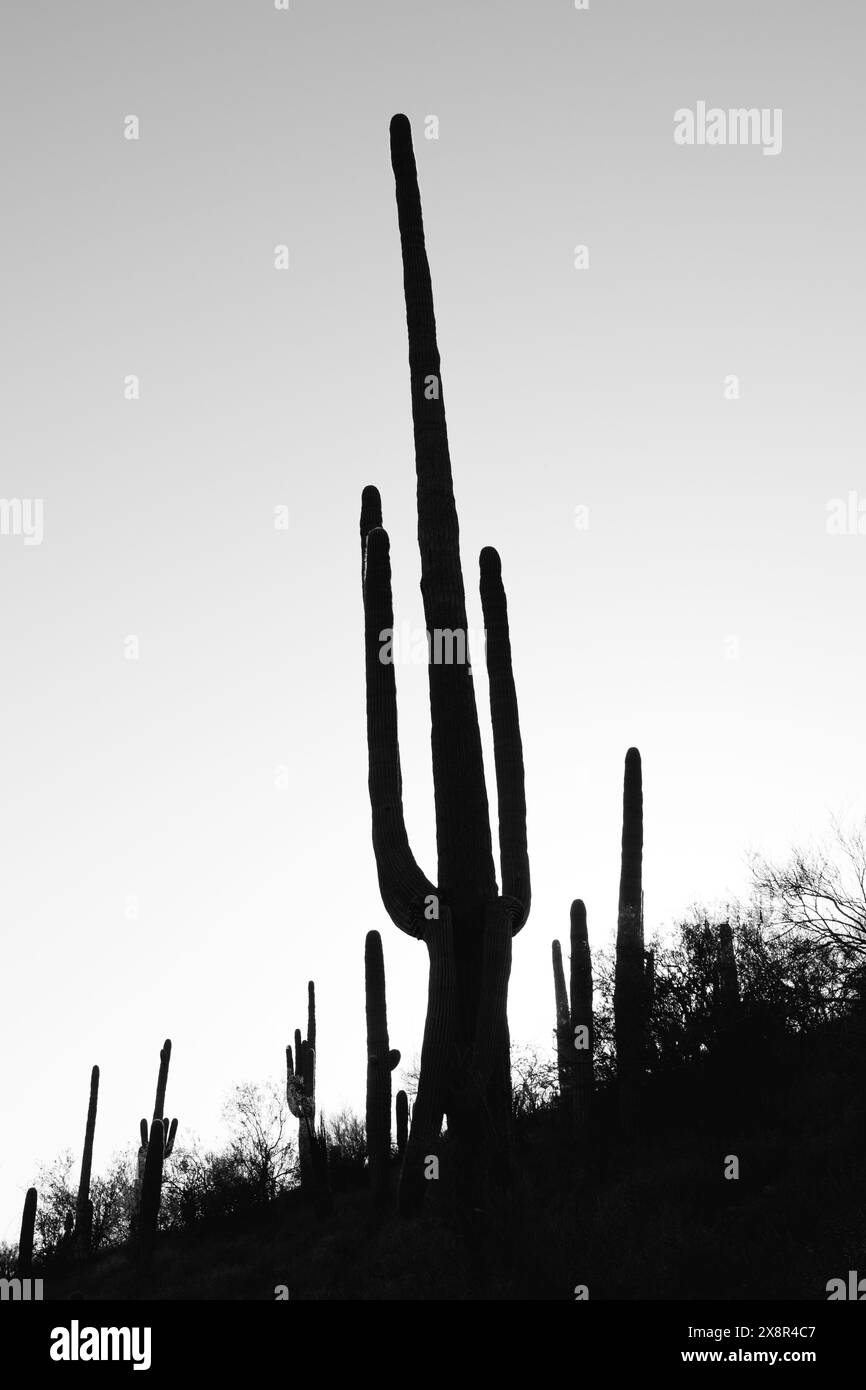 Saguaro Cactus in the Sonoran Desert Stock Photo - Alamy