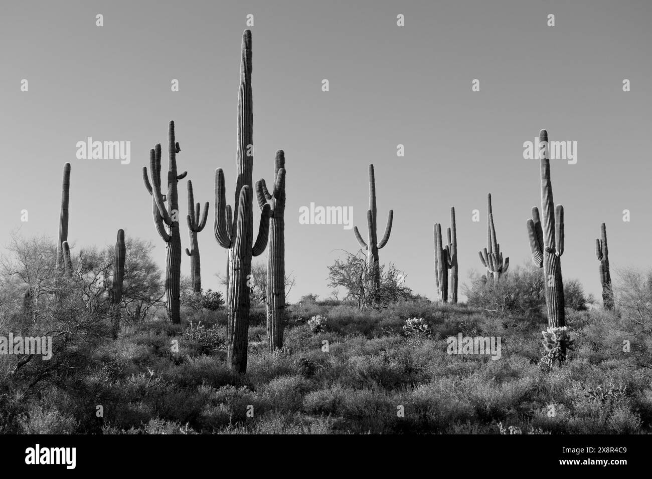 Saguaro Cactus in the Sonoran Desert Stock Photo - Alamy