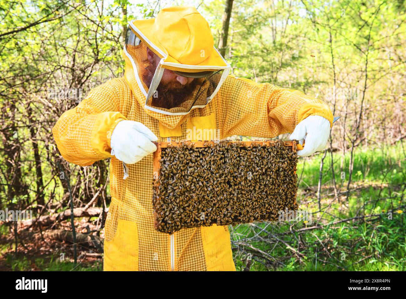 Inspecting insects hi-res stock photography and images - Alamy