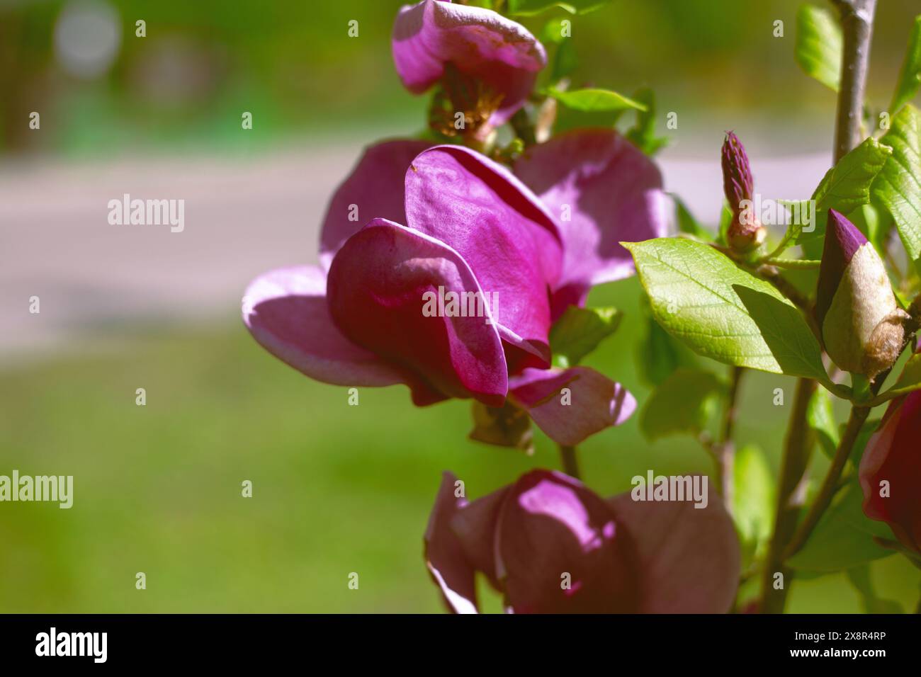 Magnolia tree terrace garden hi-res stock photography and images - Alamy