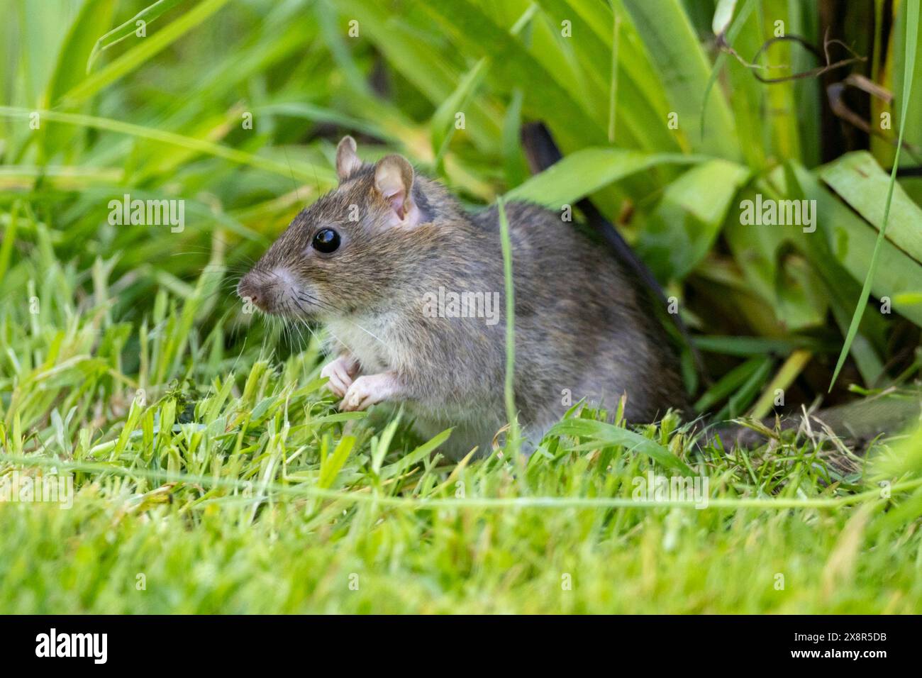 Brown rat or Common rat, Rattus norvegicus on a garden lawn in Sussex
