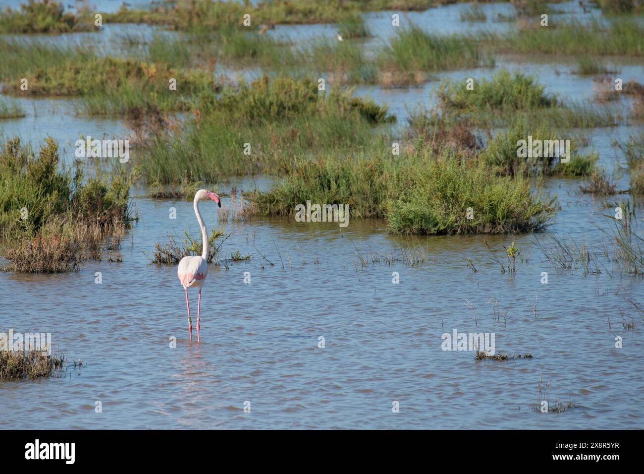 Pink flamingo standing hi-res stock photography and images - Alamy