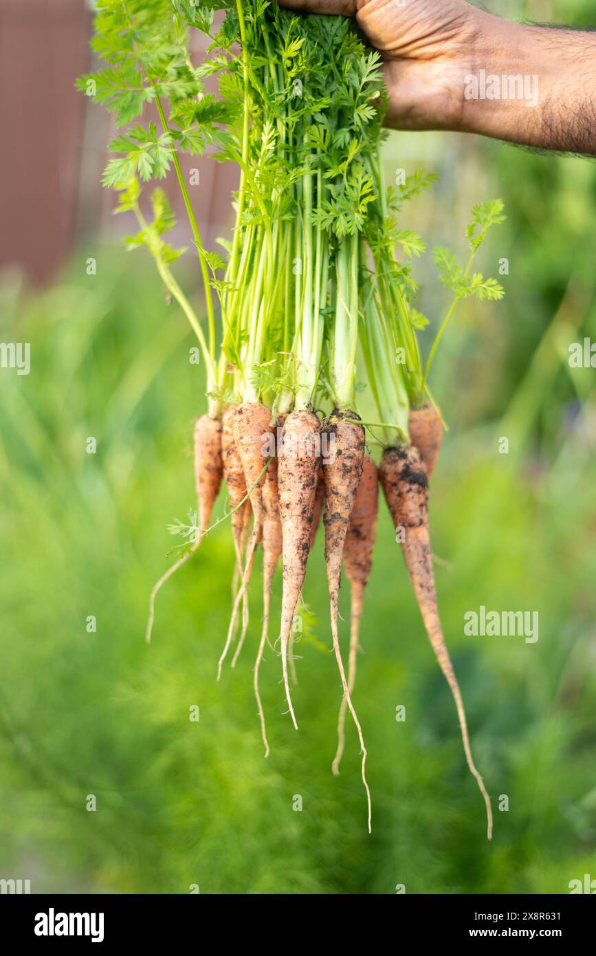 Hand holding a bunch of freshly harvested carrots with green tops. Stock Photo