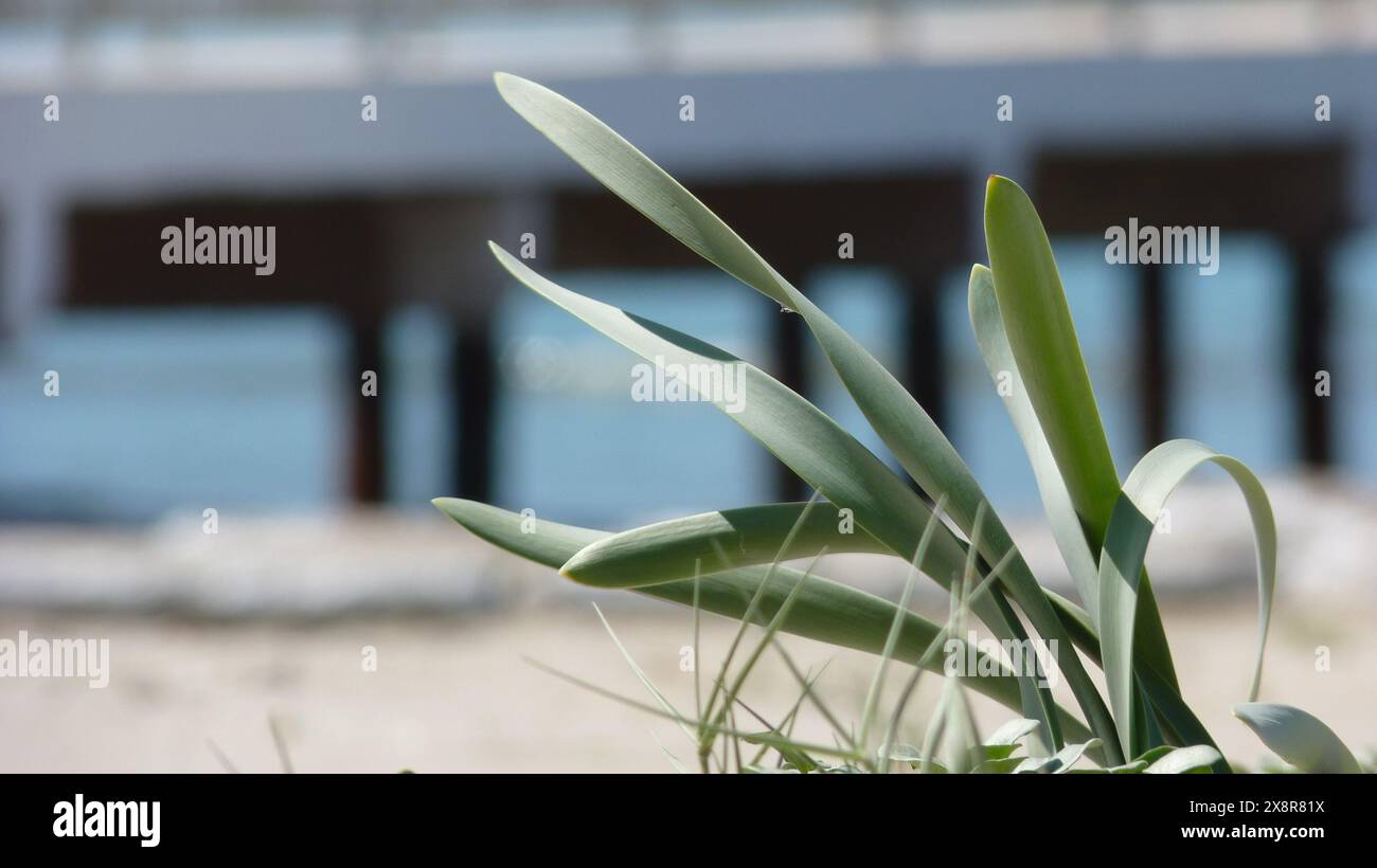 sand sea plant blue sky Stock Photo - Alamy