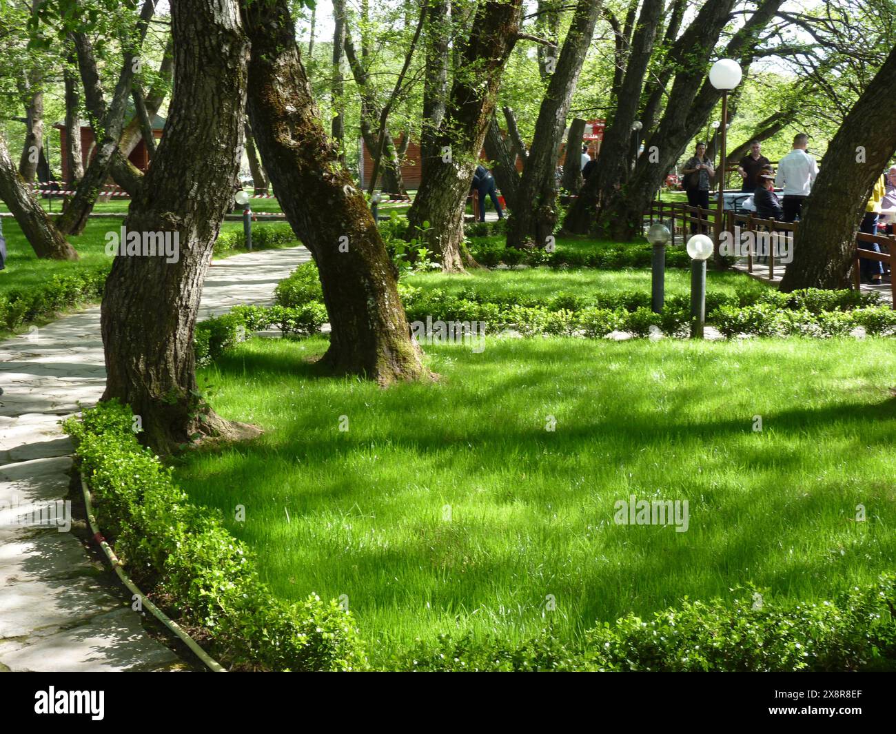 Picture of Green grass on park Stock Photo - Alamy