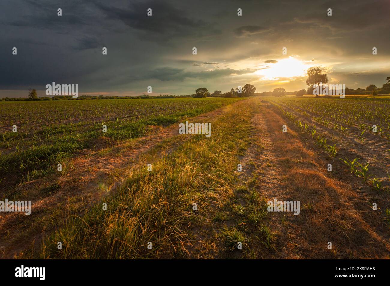 Dirt road through rural fields and sunset with storm clouds Stock Photo