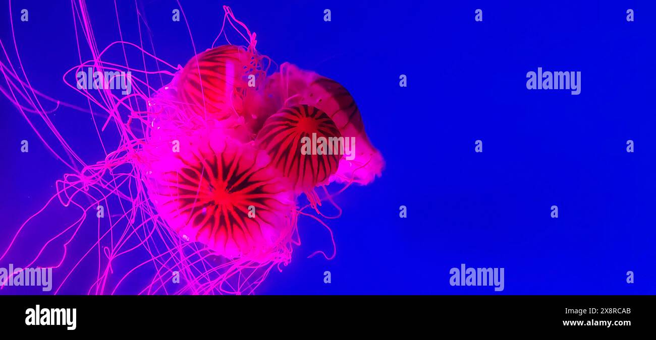 Jellyfishes swimming in the blue water Stock Photo - Alamy