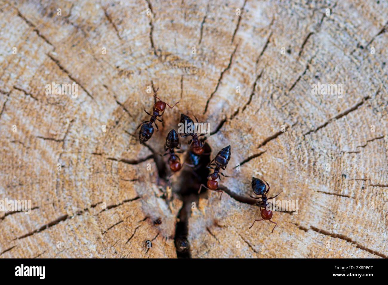 Crematogaster scutellaris, Mediterranean Acrobat Ant Stock Photo