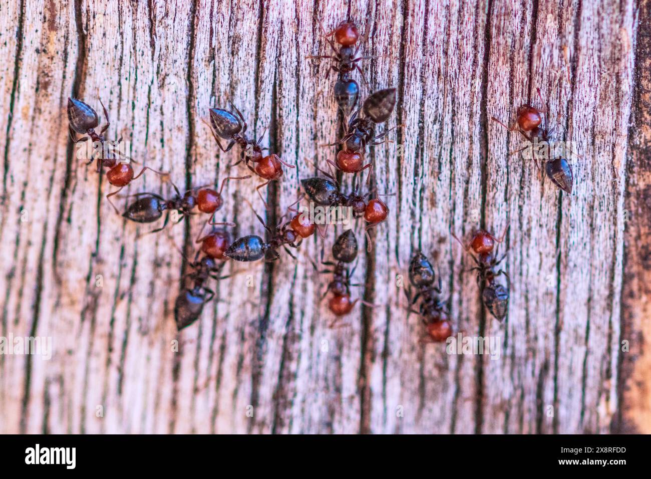 Crematogaster scutellaris, Mediterranean Acrobat Ant Stock Photo