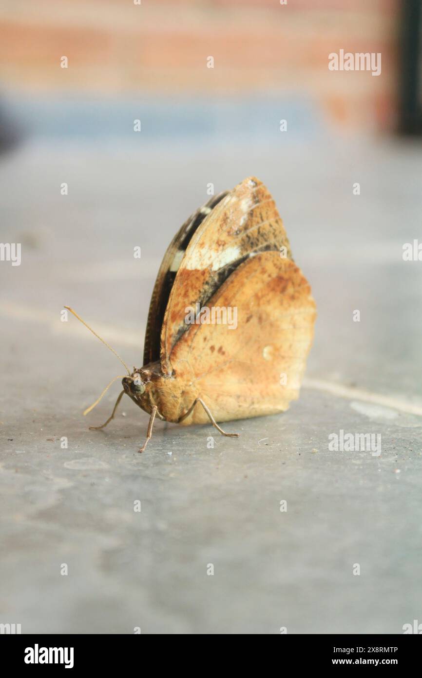Neotropical butterfly of the species Dynastor darius, insect from the ...