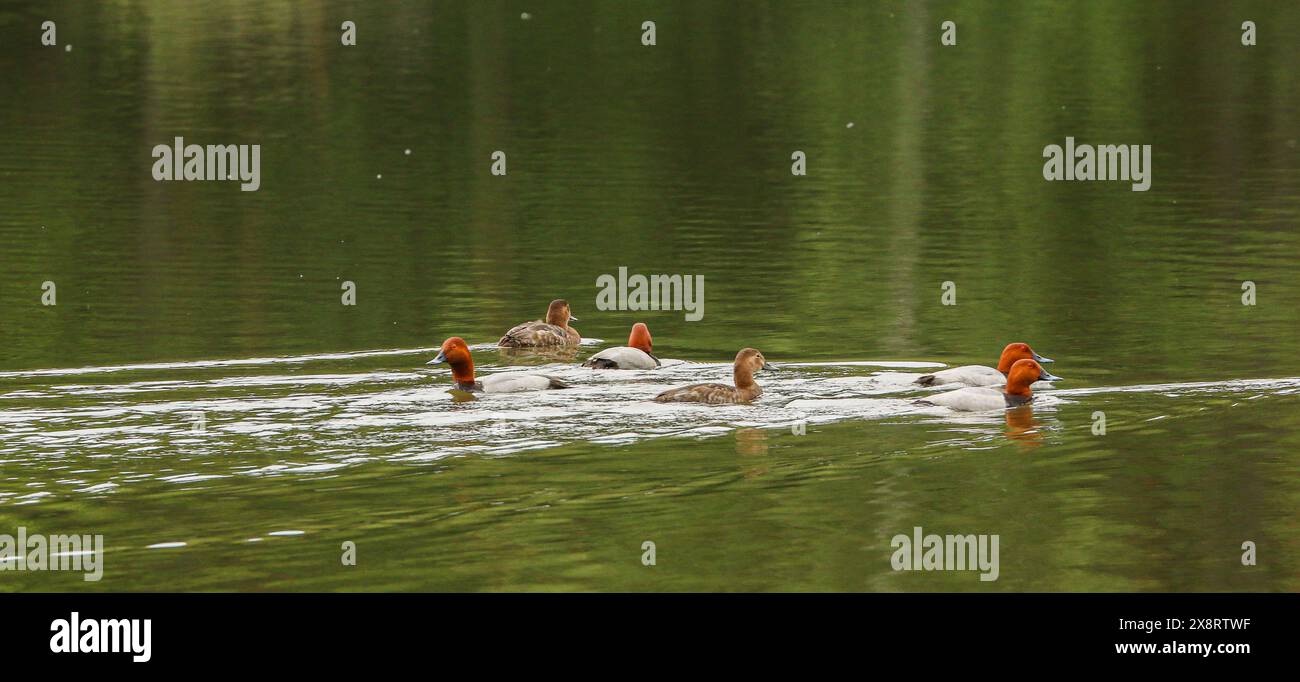 Group of common pochards in a pond, Czech Republic Stock Photo