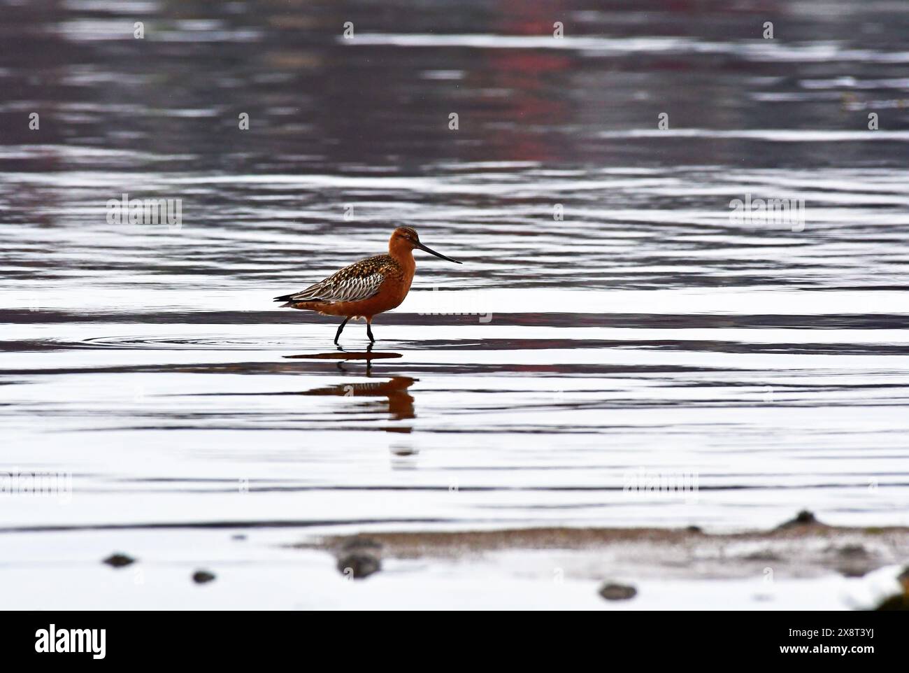Norway Varanger Limosa Lapponica Bar tailed Godwit Stock Photo Alamy norway-varanger-limosa-lapponica-bar-tailed-godwit-stock-photo-alamy