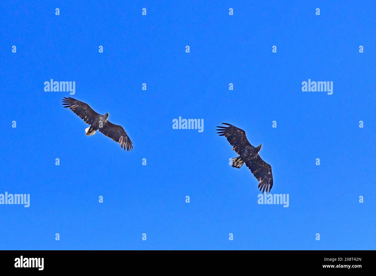 Couple of white tailed eagles hi-res stock photography and images - Alamy