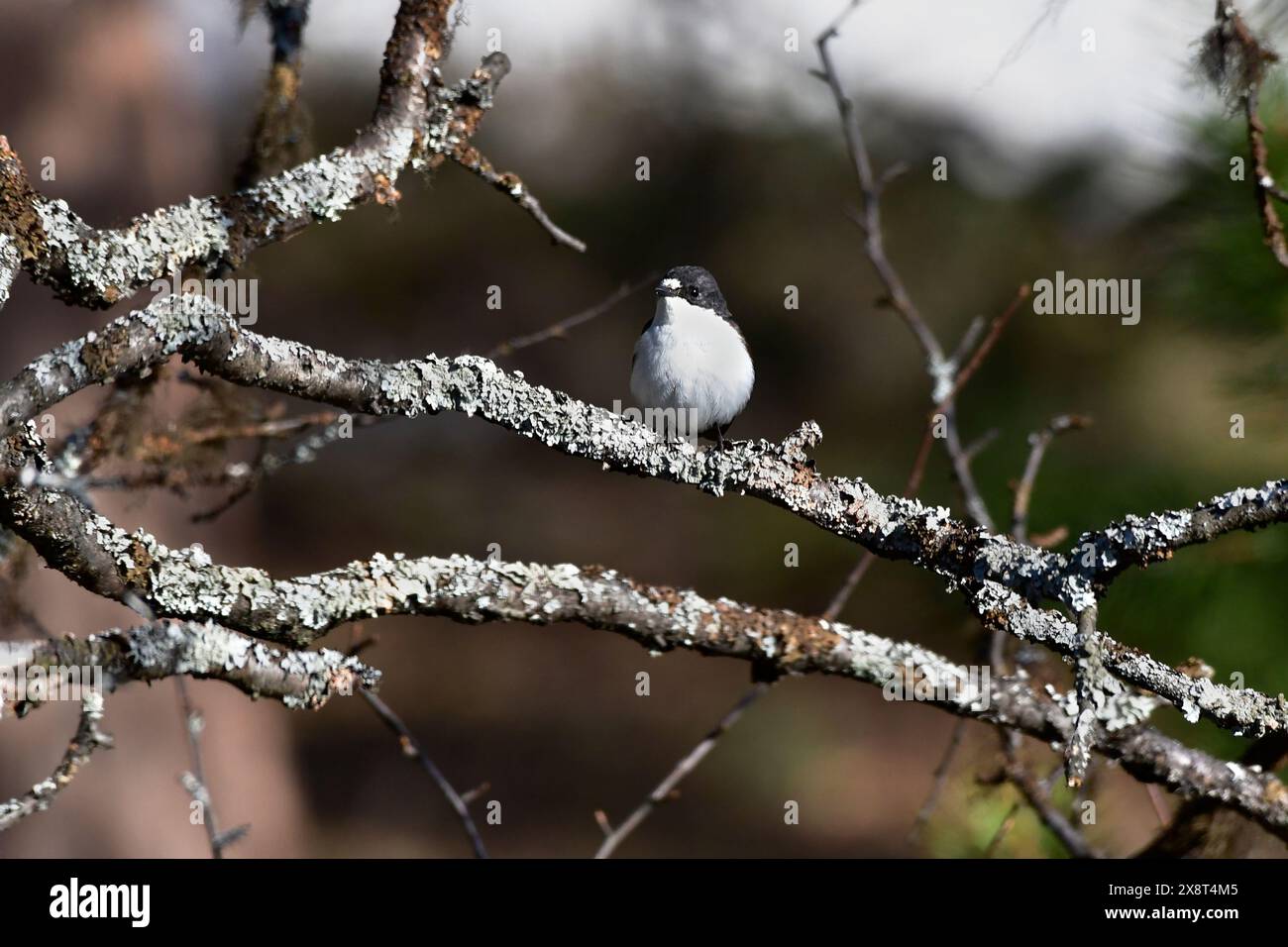 Finland, Ficedula hypoleuca, European Pied Flycatcher Stock Photo