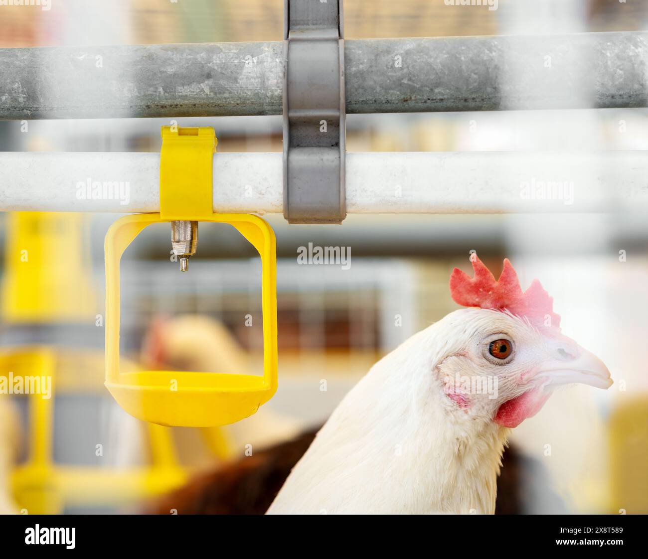 Water drinking dispenser system at a poultry farm. Dekalb white hen in egg production poultry farm. Stock Photo