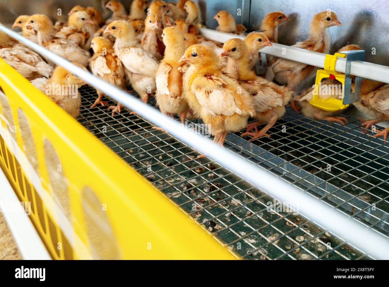 Image showcasing ISO brown day-old layer chicks in the cage rearing system Stock Photo ...