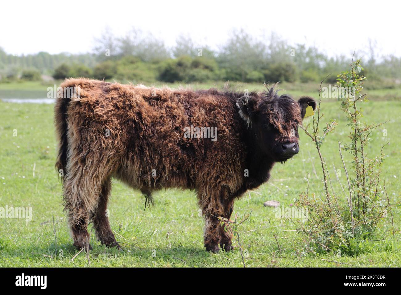 Scottish highland cattle on the meadow Stock Photo - Alamy