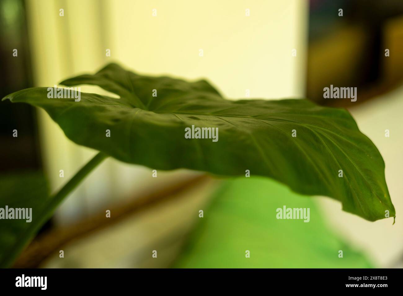 Elephant food plant hi-res stock photography and images - Alamy