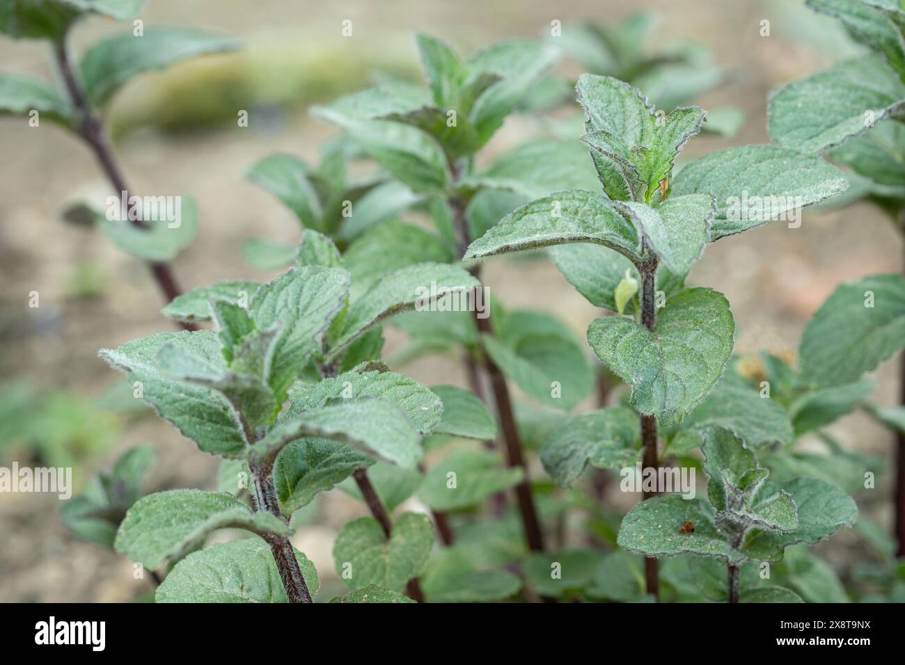 Mentha piperita hi-res stock photography and images - Alamy