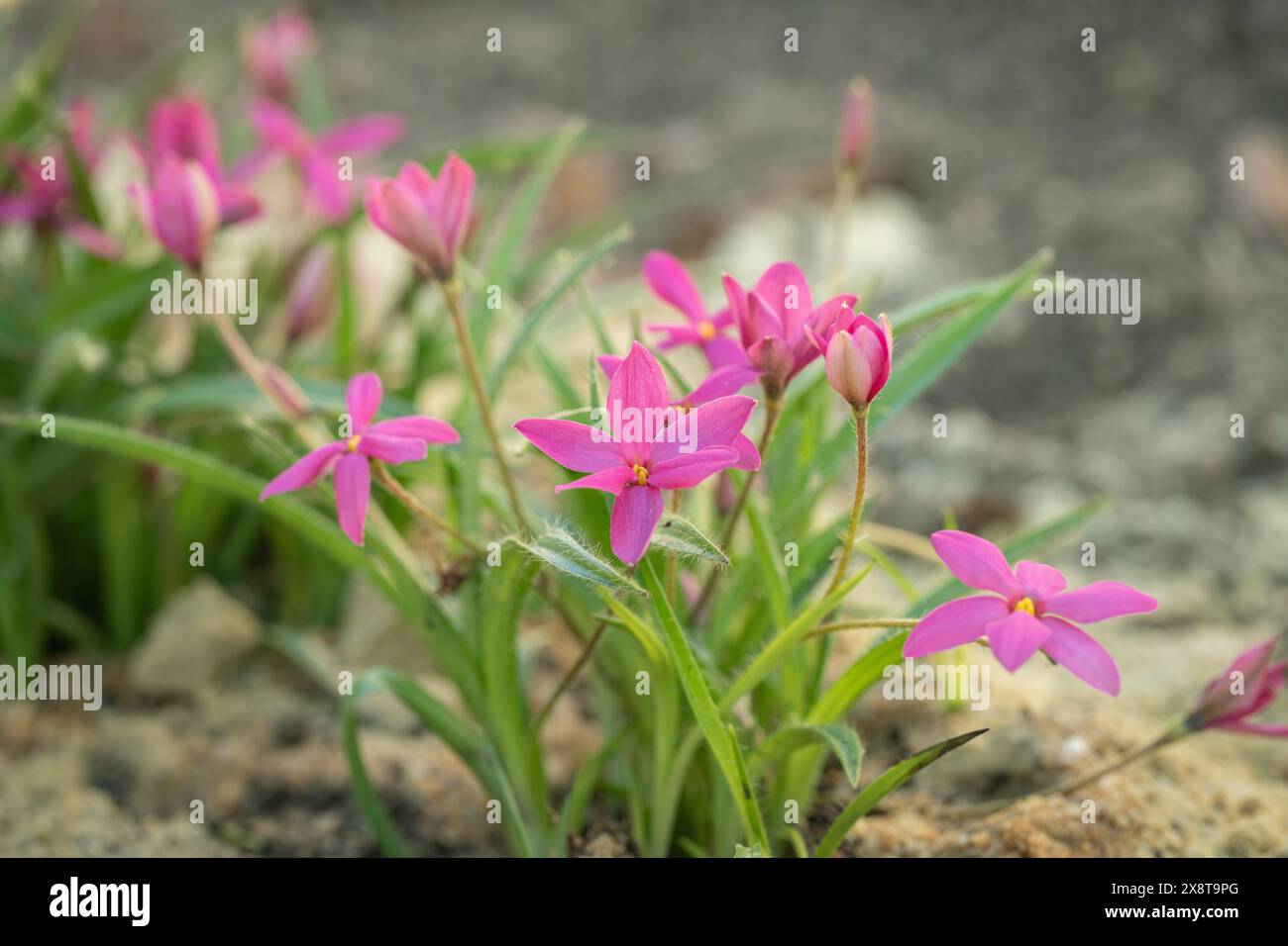 Pink blooming star grass (Rhodohypoxis milloides). Stock Photo