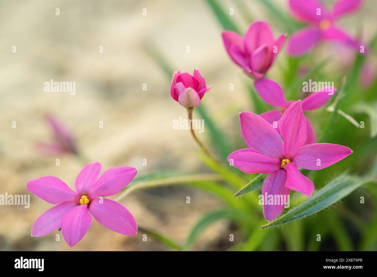 Pink blooming star grass (Rhodohypoxis milloides). Stock Photo