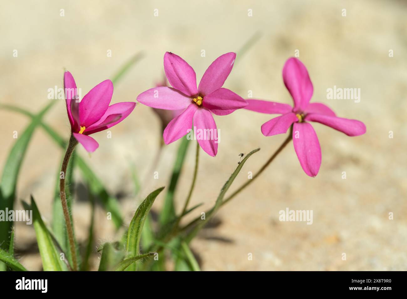 Pink blooming star grass (Rhodohypoxis milloides). Stock Photo