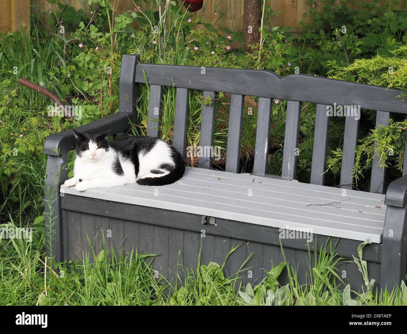 A white and black cat relaxing on a plastic bench in a garden Stock ...