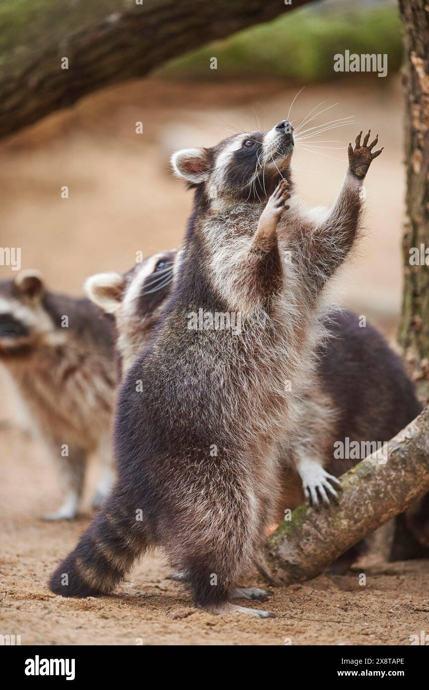 Spring raccoon hi-res stock photography and images - Alamy