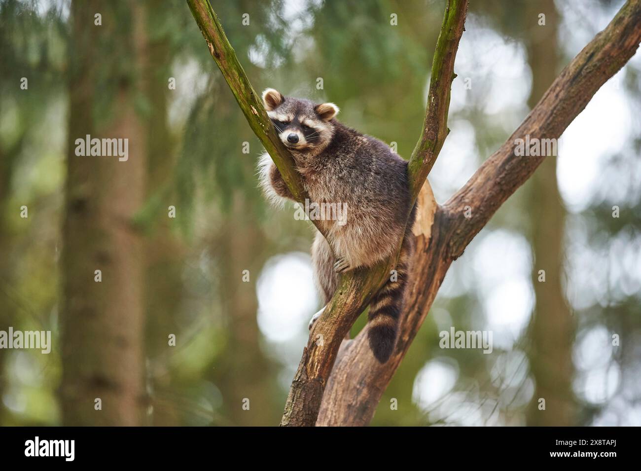 Racon Spring Spring raccoon hi-res stock photography and images - Alamy