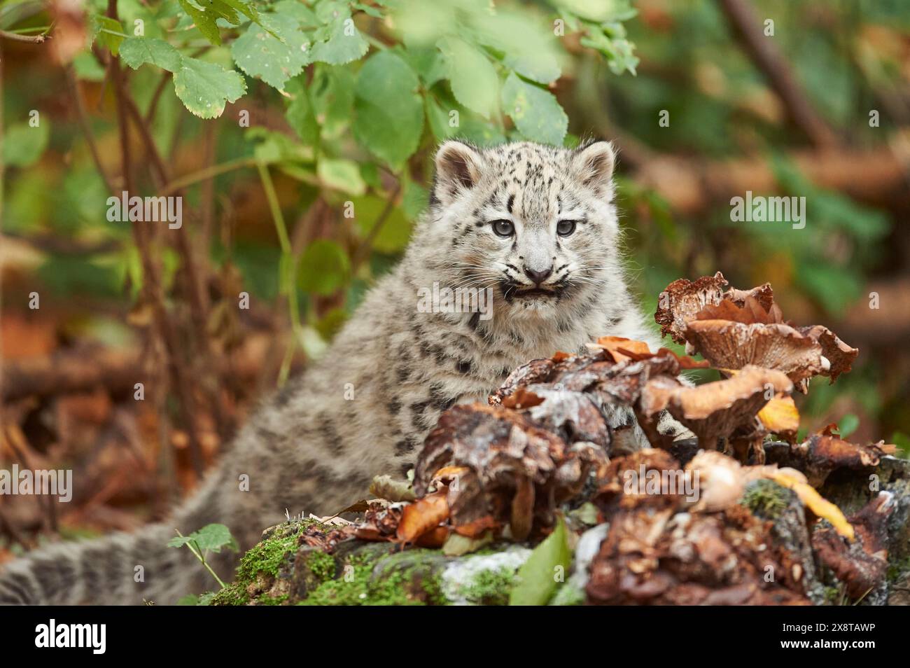 Snow leopard (Panthera uncia) or (Uncia uncia) cute cub in a forest, captive Stock Photo