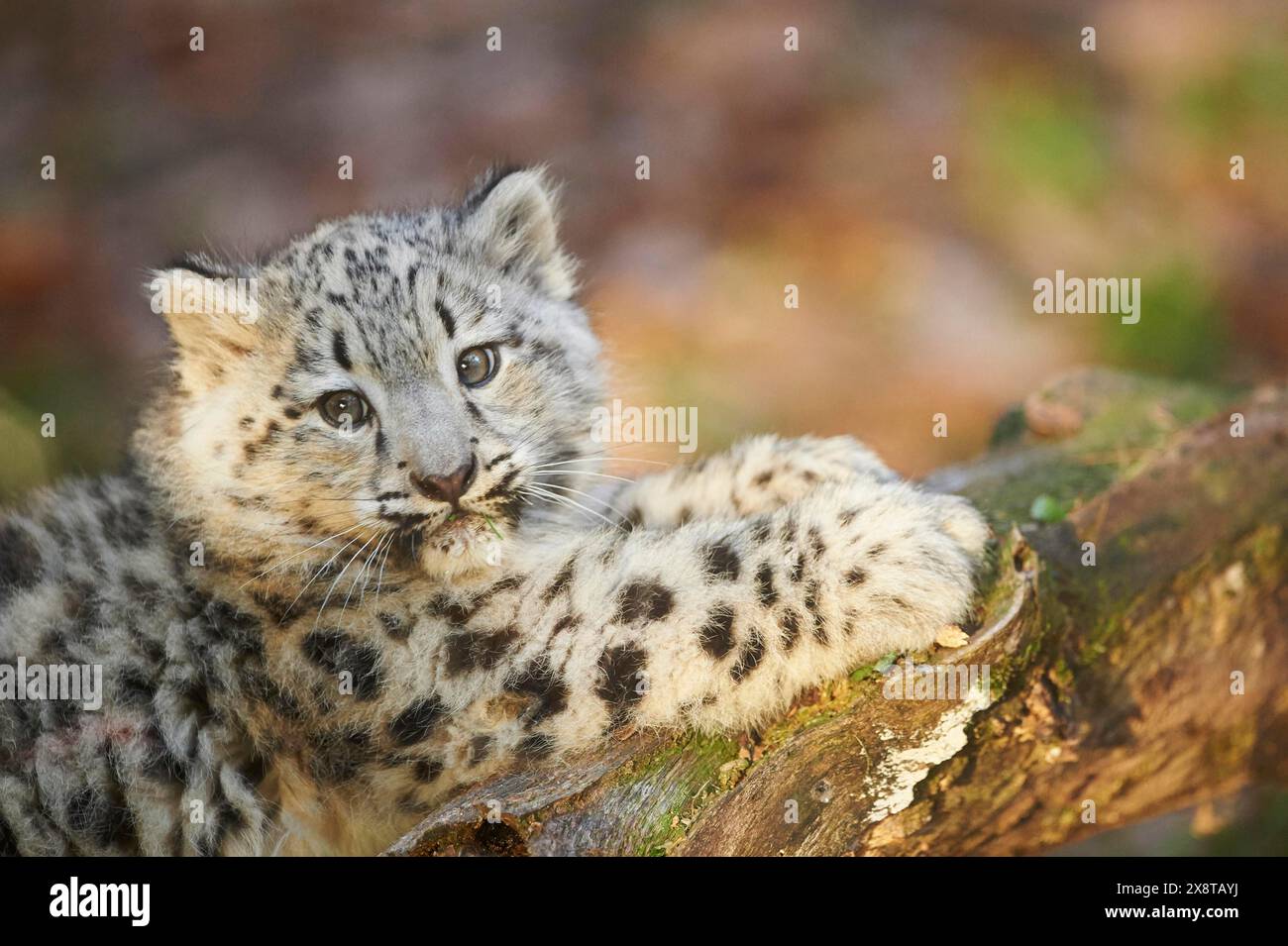 Snow leopard (Panthera uncia) or (Uncia uncia) cute cub in a forest, captive Stock Photo