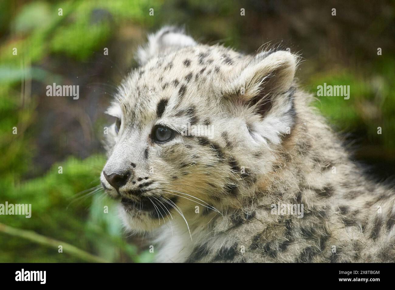 Snow leopard (Panthera uncia) or (Uncia uncia) cute cub in a forest, captive Stock Photo