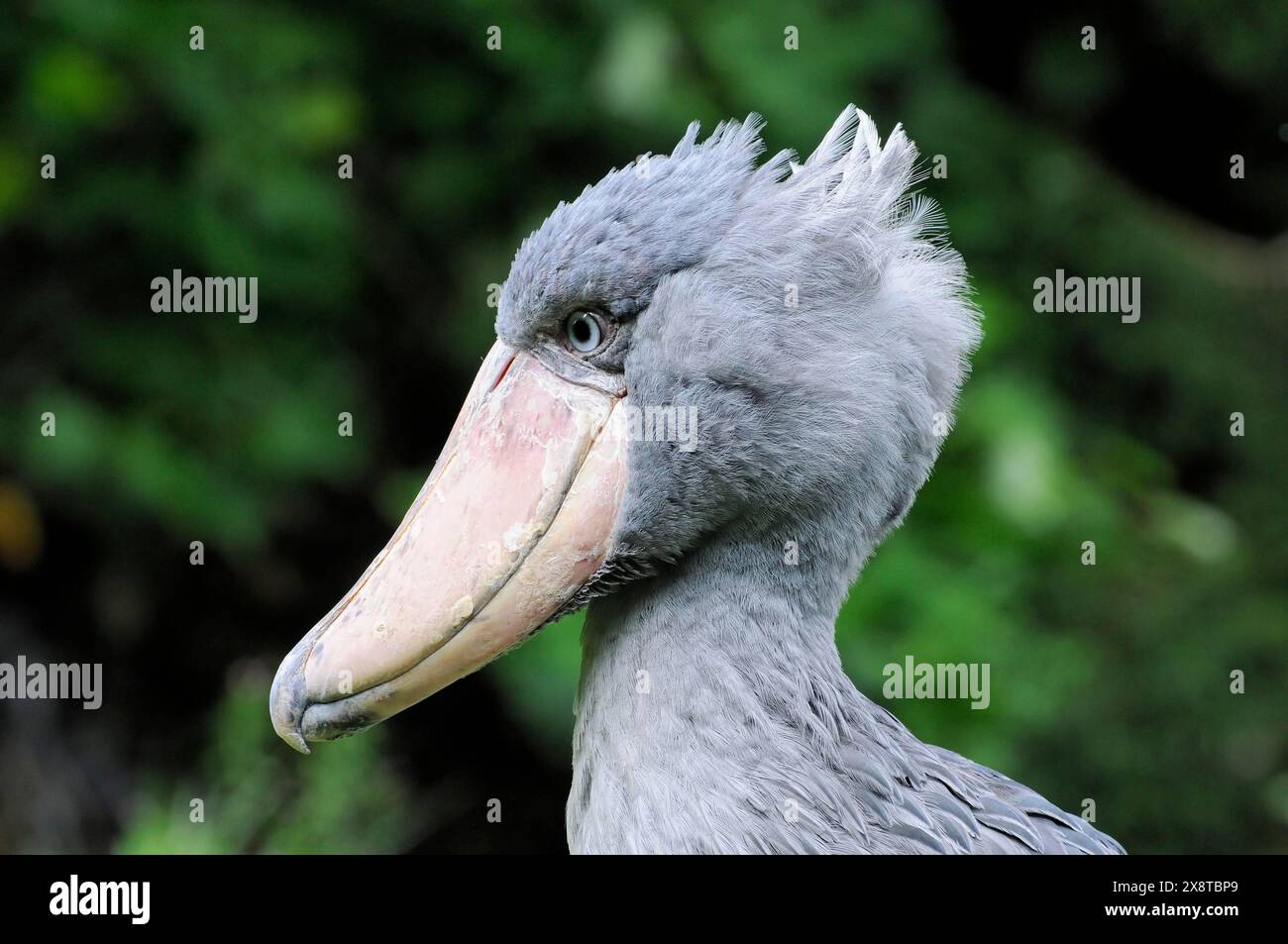 Shoebill (Balaeniceps rex), Abu Markub, portrait in the grass, captive, Bird Park, Weltvogelpark Walsrode, Lower Saxony, Germany, Europe, A shoebill Stock Photo