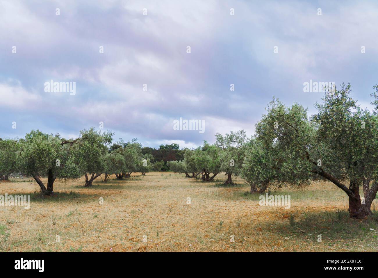 Agricultural landscape of an olive tree field with a dramatic cloudy ...