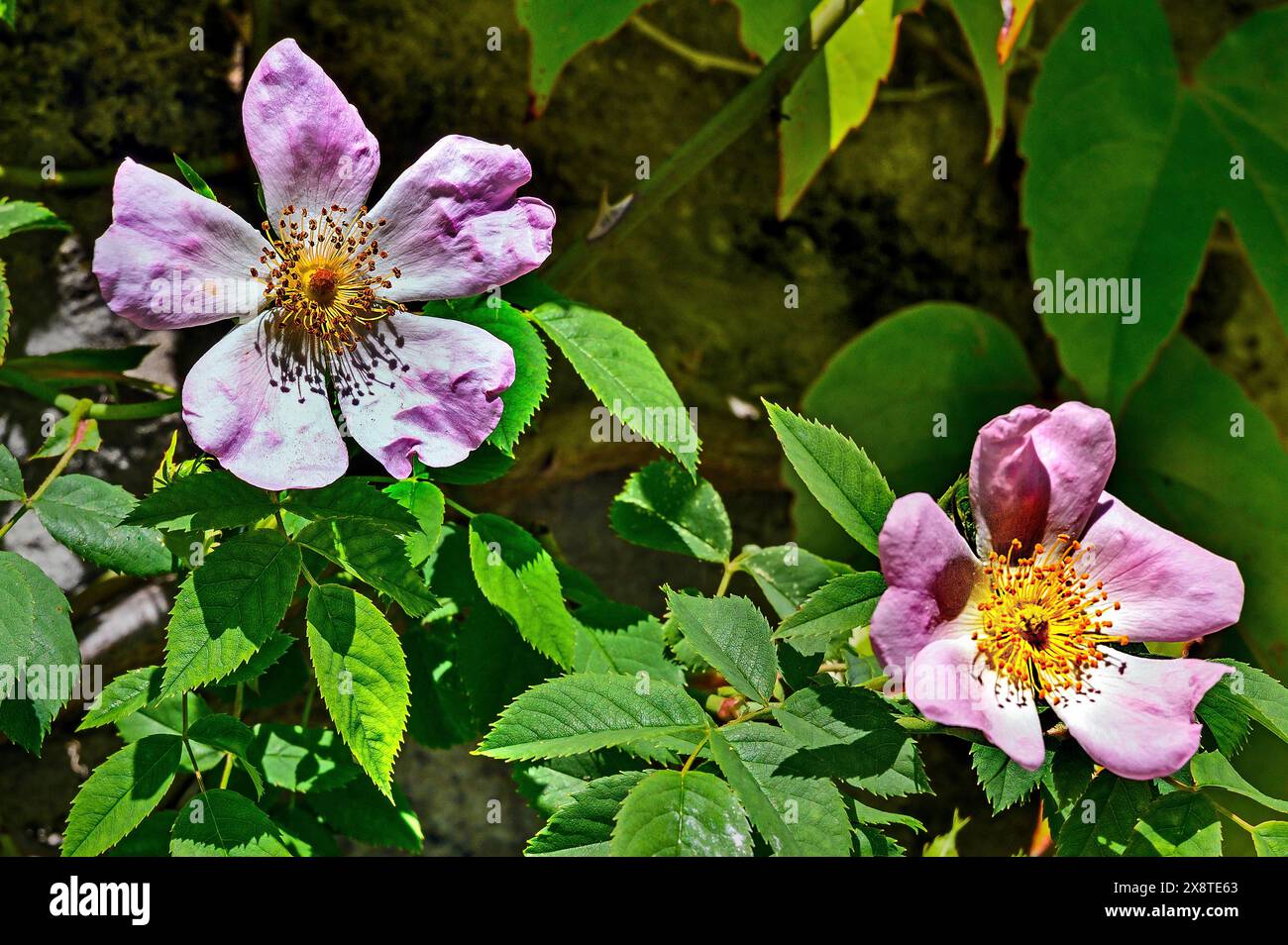 Dog roses (Rosa canina), Allgaeu, Bavaria, Germany Stock Photo - Alamy