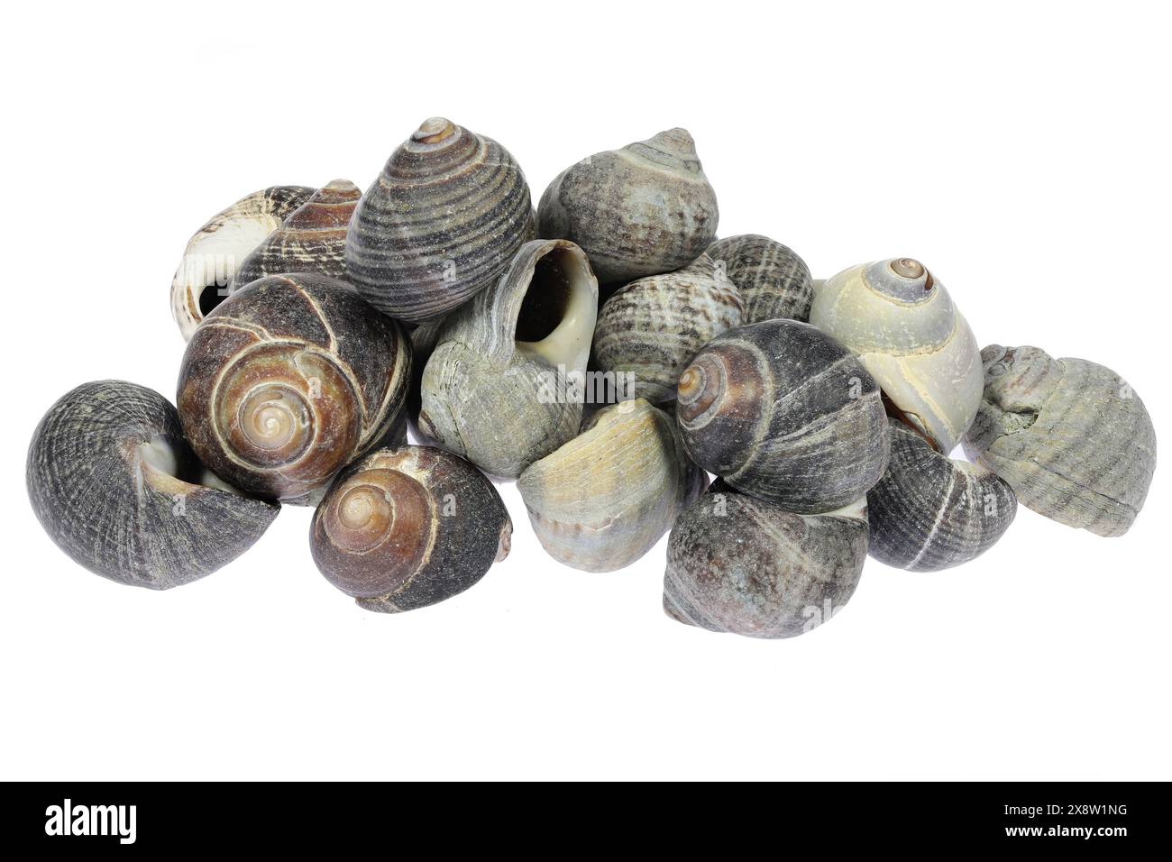 common periwinkles (Littorina littorea) from the Wadden Sea in Cuxhaven, Germany isolated on white background Stock Photo