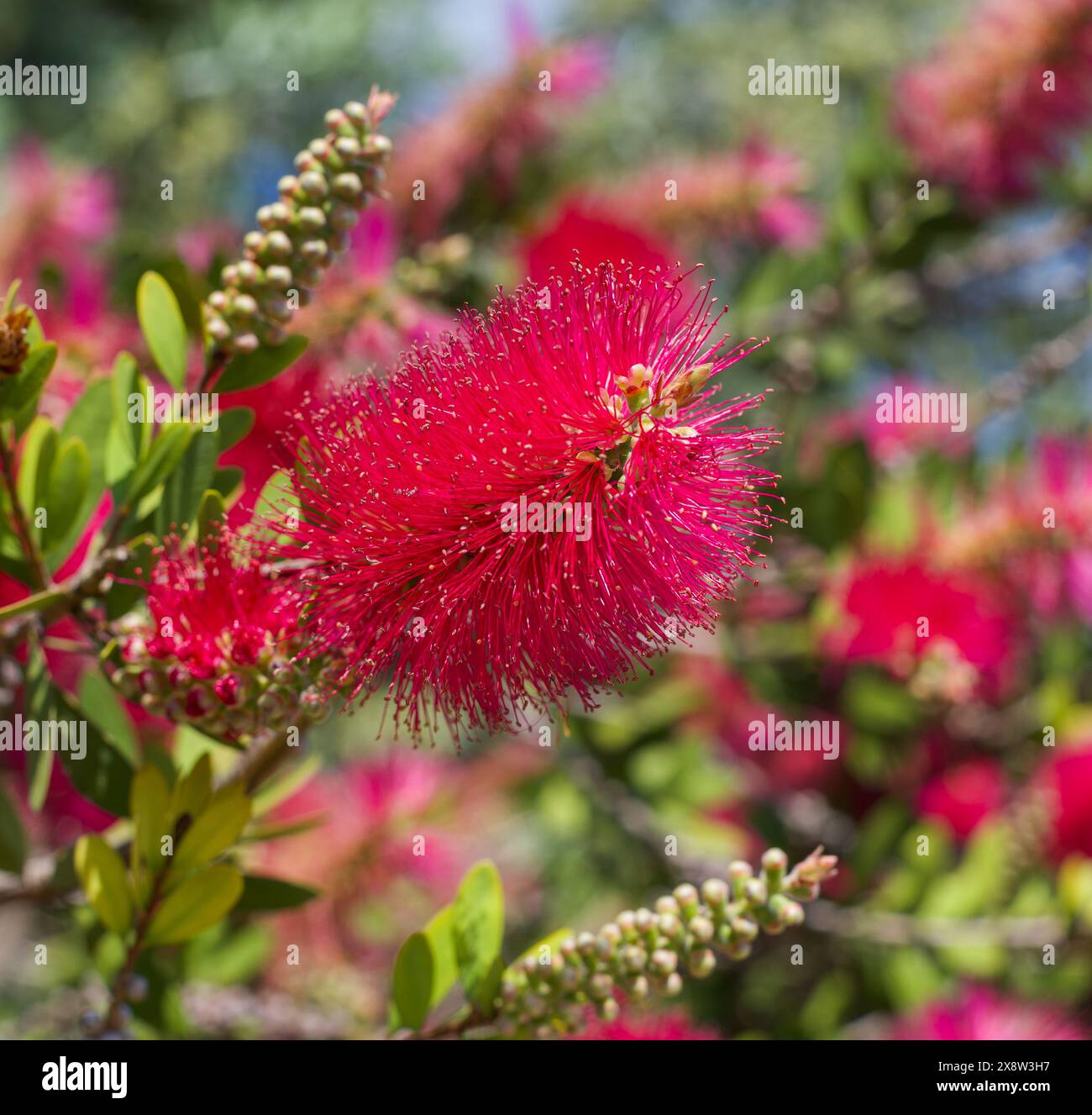 A close-up of a crimson bottlebrush shrub (Melaleuca citrina or callistemon citrinus) with a beautiful bokeh background. Stock Photo
