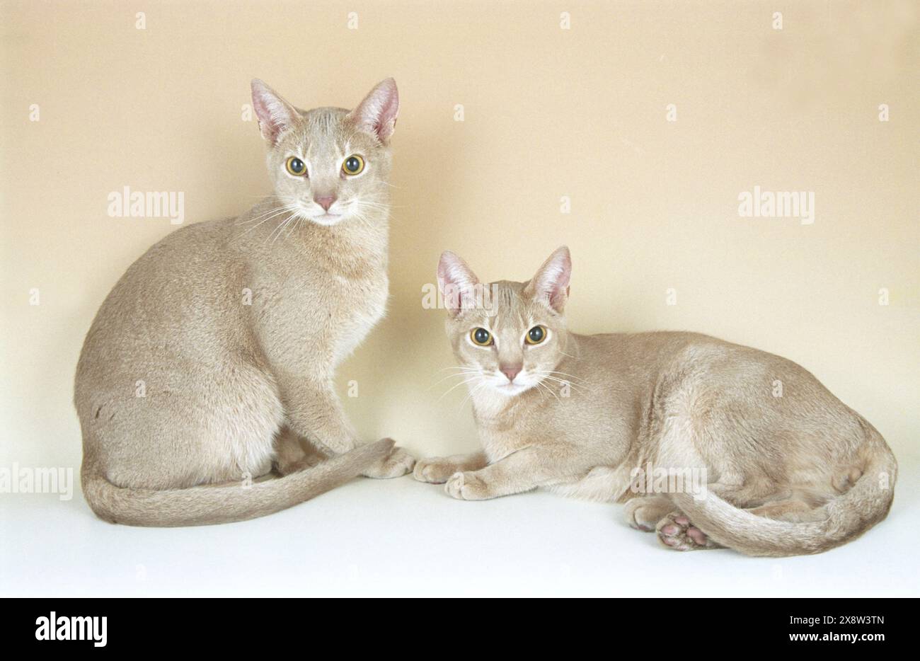 Abyssinian cat playing isolated hi-res stock photography and images - Alamy