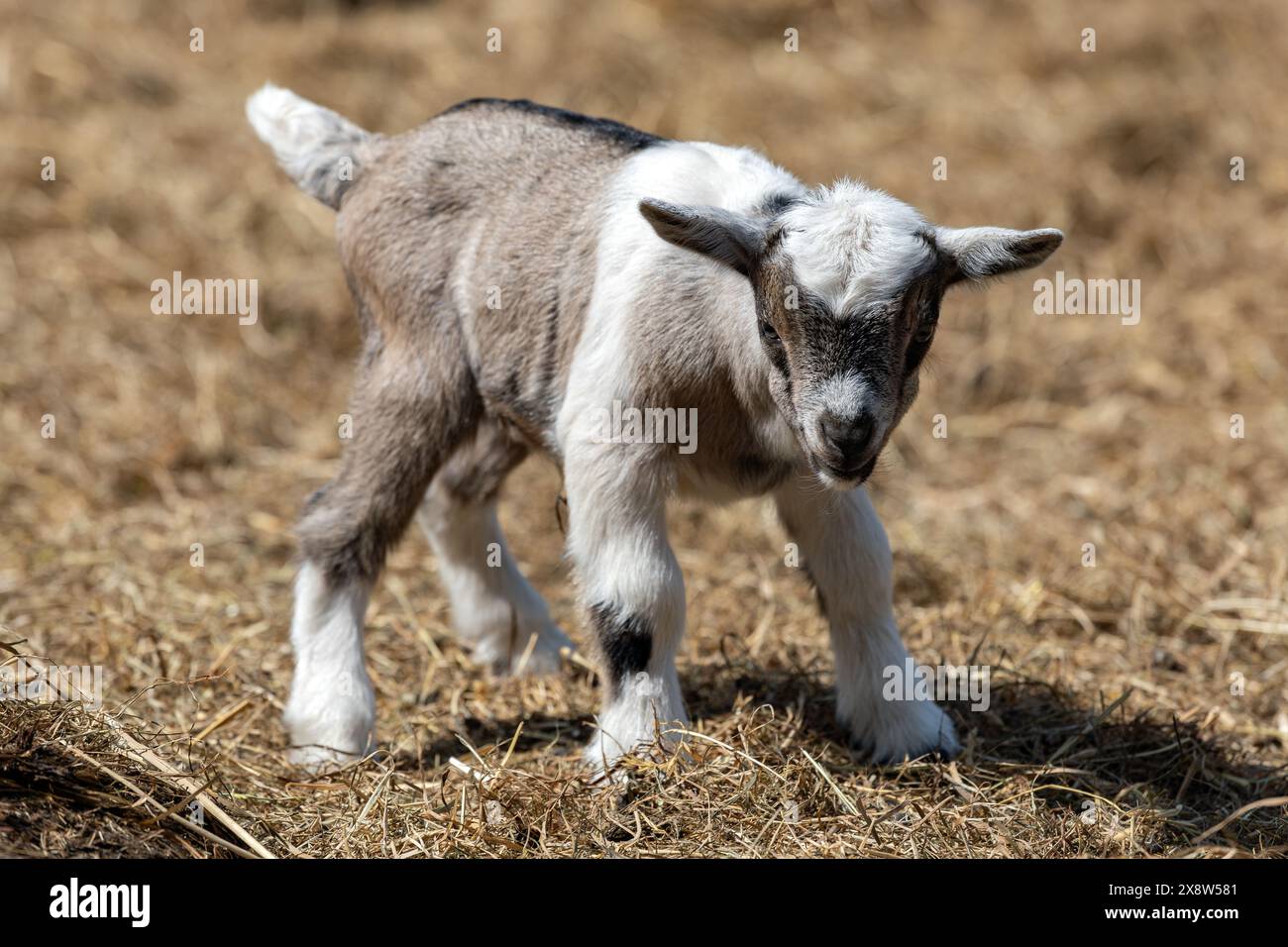 baby goat stands on straw Stock Photo