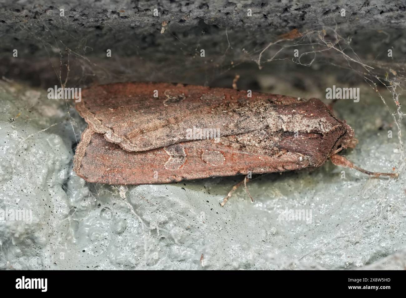 Insect under rock hi-res stock photography and images - Alamy