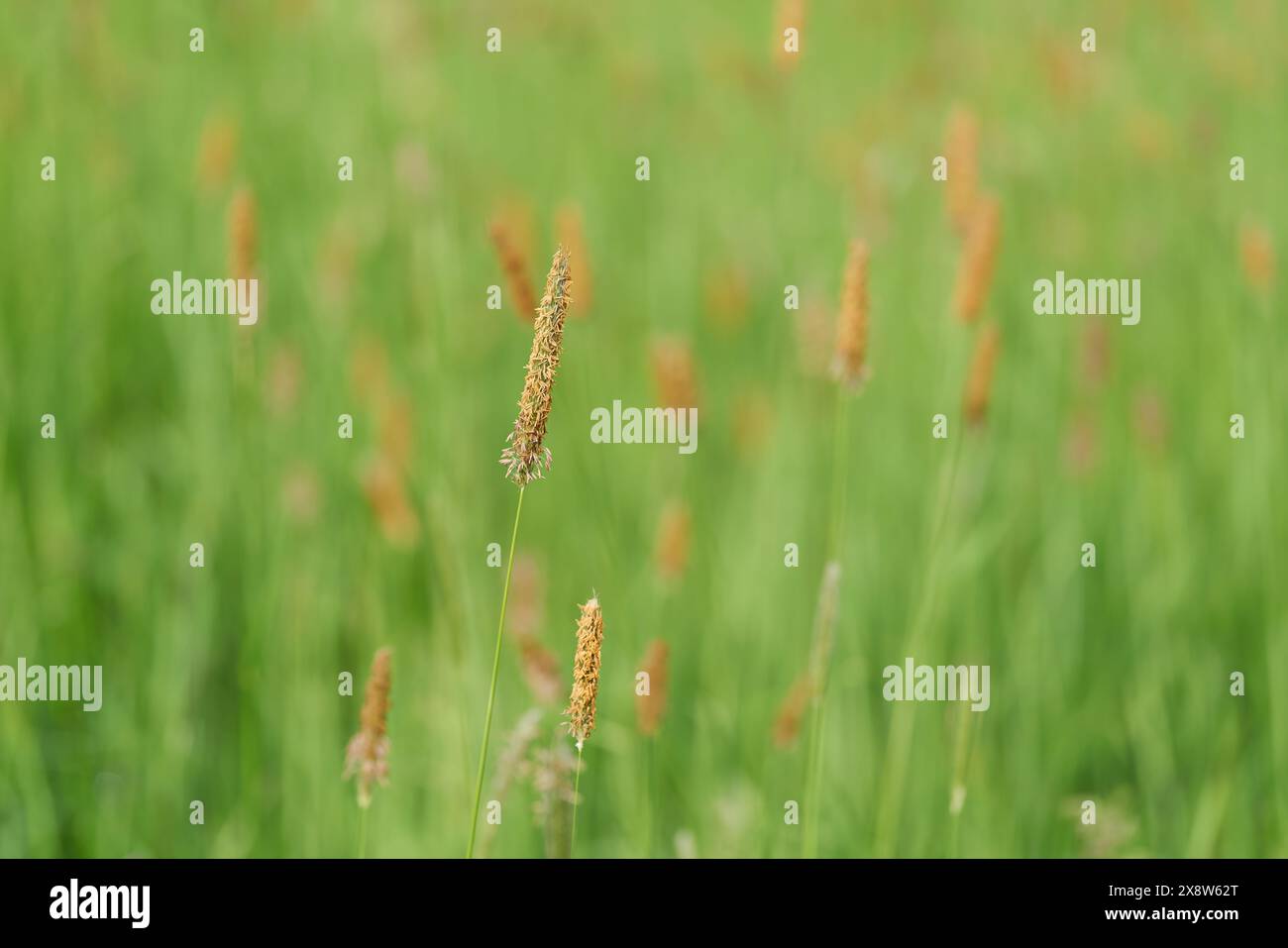 Flowering grasses, Meadow foxtail, Alopecurus pratensis, on a green meadow in spring Stock Photo