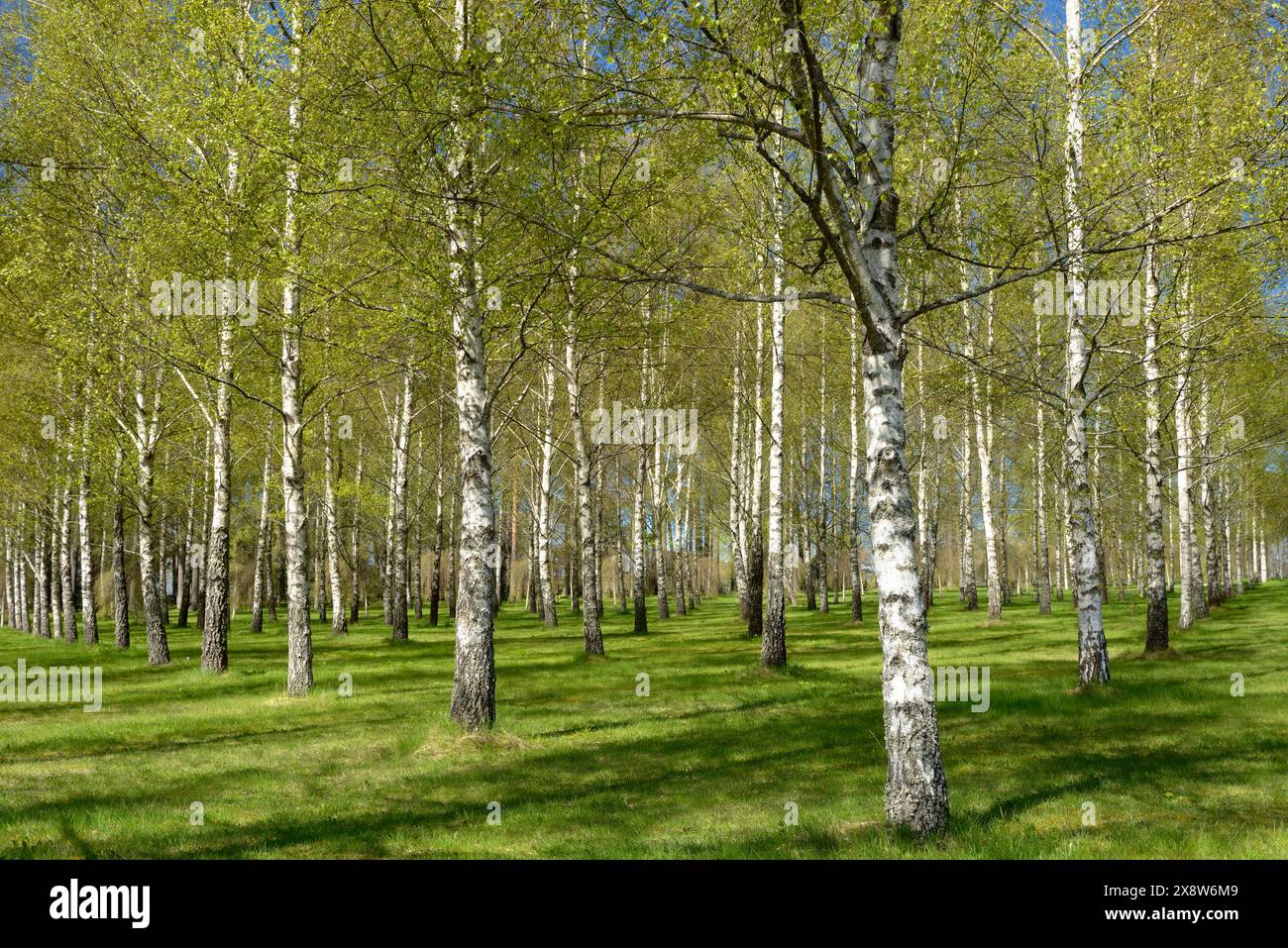 Birch tree in deciduous forest hi-res stock photography and images - Alamy